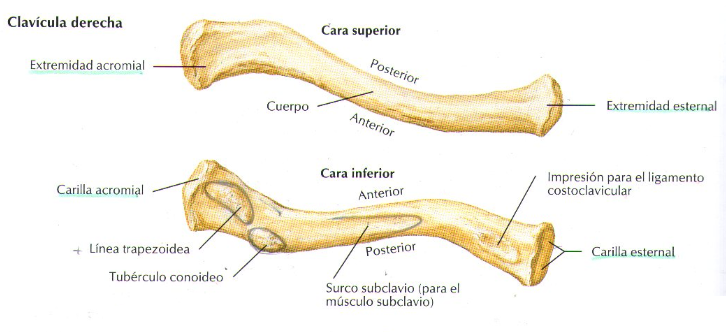 anatomia-de-la-claviculaclavicula