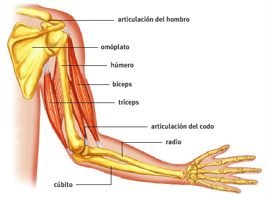 Anatomía del Brazo